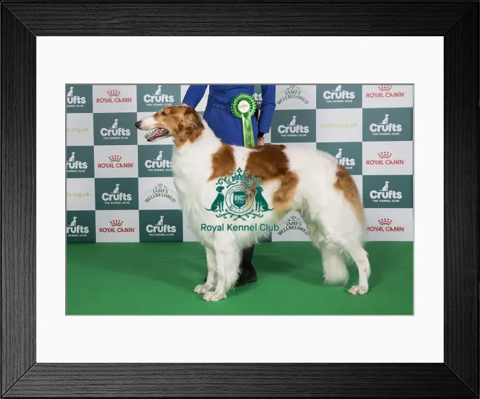 Framed Print : Crufts 2024 Best of Breed Stacked Borzoi Se / no / dk Uch Borscana Impressive Owner: Miss Norie Ambiru Framed Print : Crufts 2024 Best of Breed Stacked Borzoi Se / no / dk Uch Borscana Impressive Owner: Miss Norie Ambiru
