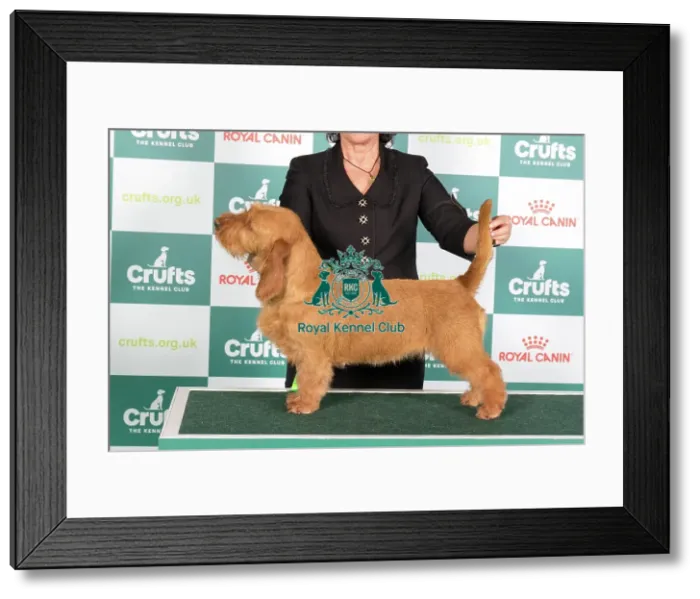 Framed Print : Crufts 2024 Best of Breed Stacked Basset Fauve de Bretagne Dk Ch / fi Ch Whistlewood's Bunny Tail Ww'23 Ew'23 Jew'22 Owner: Mrs E Stromberg