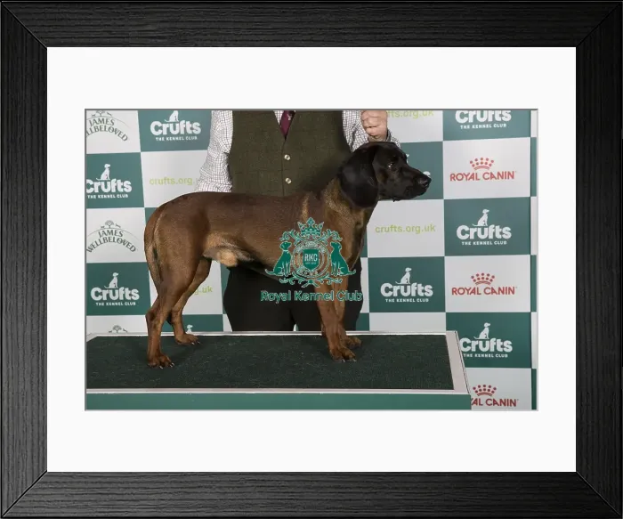 Framed Print : Crufts 2024 Best of Breed Stacked Bavarian Mountain Hound 16718 - Hugo Z Kolbachu (Mr D Cockett) Framed Print : Crufts 2024 Best of Breed Stacked Bavarian Mountain Hound 16718 - Hugo Z Kolbachu (Mr D Cockett)