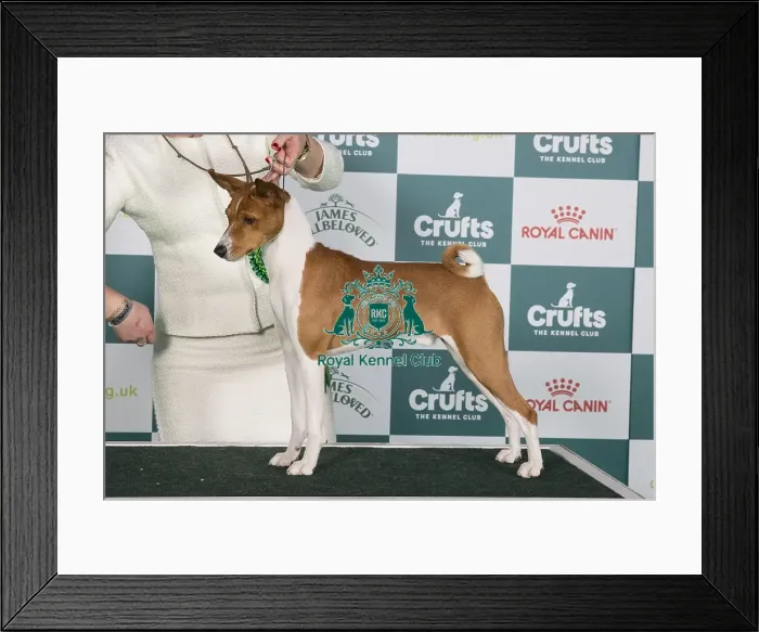 Framed Print : Crufts 2024 Best of Breed Stacked Basenji Se / dkk / no / hr / int Ch Naslediye Etera Atlas Holding Thes Euw 22 Euw 23 Owner: Mrs E Prahl Framed Print : Crufts 2024 Best of Breed Stacked Basenji Se / dkk / no / hr / int Ch Naslediye Etera Atlas Holding Thes Euw 22 Euw 23 Owner: Mrs E Prahl