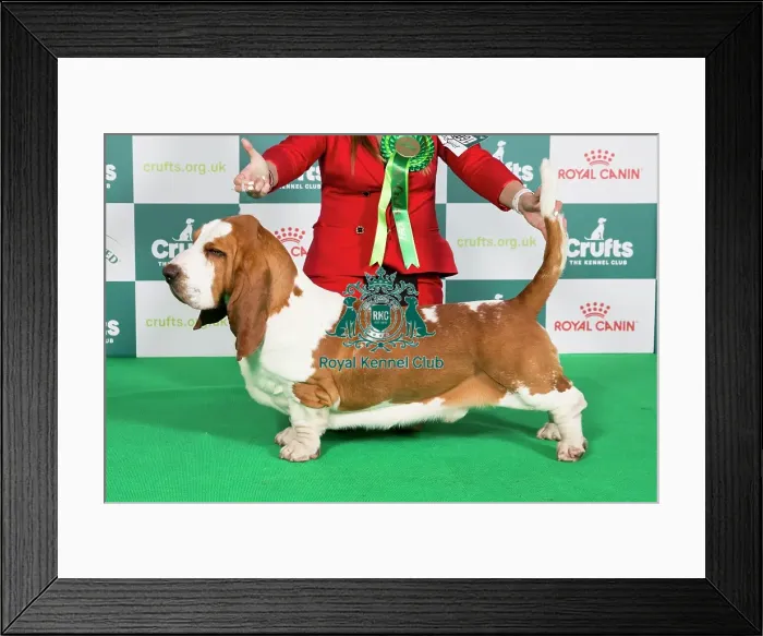 Framed Print : Crufts 2024 Best of Breed Stacked Basset Hound 16600 - Armardio Blowin in The Wind (Mr J&p Balogh) Framed Print : Crufts 2024 Best of Breed Stacked Basset Hound 16600 - Armardio Blowin in The Wind (Mr J&p Balogh)