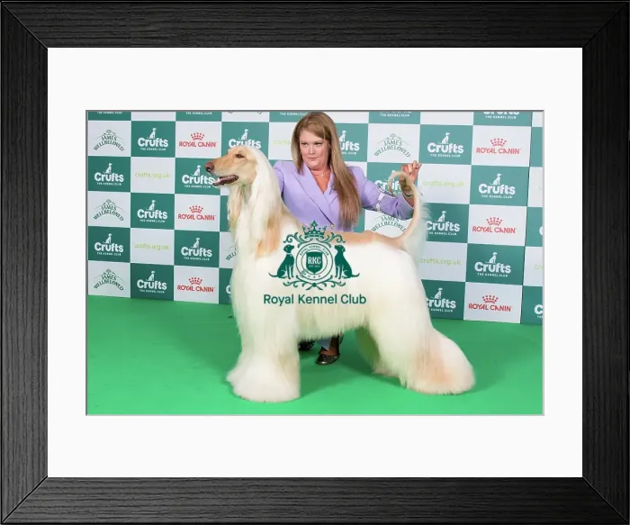 Framed Print : Crufts 2024 Best of Breed Stacked Afghan Hound Aust Ch Aviva Vampire Tetra (ai) Owners: Miss A & Mrs R & Mr P Lewis & Bacich & Bacich Framed Print : Crufts 2024 Best of Breed Stacked Afghan Hound Aust Ch Aviva Vampire Tetra (ai) Owners: Miss A & Mrs R & Mr P Lewis & Bacich & Bacich
