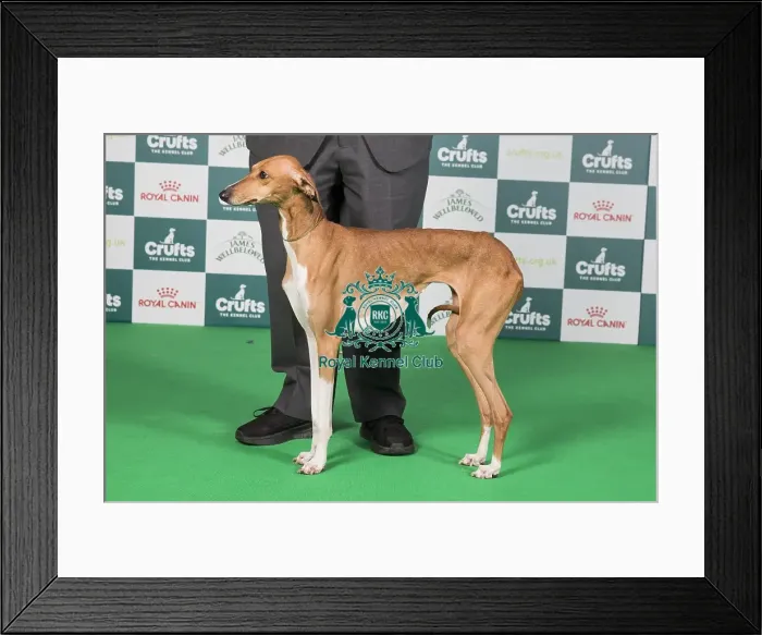 Framed Print : Crufts 2024 Best of Breed Stacked Azawakh AV Import Hound Group 19114 - Stonemartin Ailbe with Katanga (IKC) (Mr R J & Miss C Gunn) Framed Print : Crufts 2024 Best of Breed Stacked Azawakh AV Import Hound Group 19114 - Stonemartin Ailbe with Katanga (IKC) (Mr R J & Miss C Gunn)
