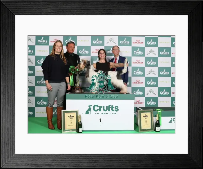 Framed Print : Crufts 2024 Best in Group Hound 1st Place Basset Griffon Vendeen (Grand) Hound Group 1 Ch Forget-Me-Not V Tum-Tum's Vriendjes Owner: Mrs A N Huikeshoven