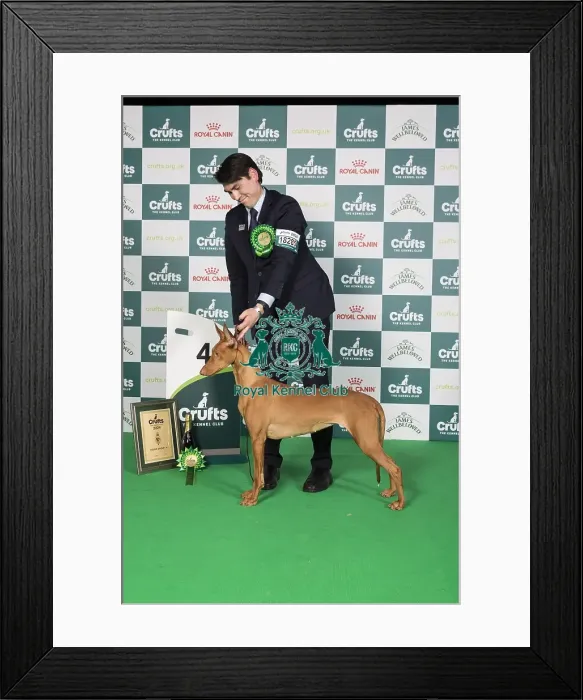 Framed Print : Crufts 2024 Best in Group Hound 4th Place Pharaoh Hound Bazinga Make Love Not War Owners: Mrs T & Mrs L & Mr R Hansen & Stark & Stark Framed Print : Crufts 2024 Best in Group Hound 4th Place Pharaoh Hound Bazinga Make Love Not War Owners: Mrs T & Mrs L & Mr R Hansen & Stark & Stark