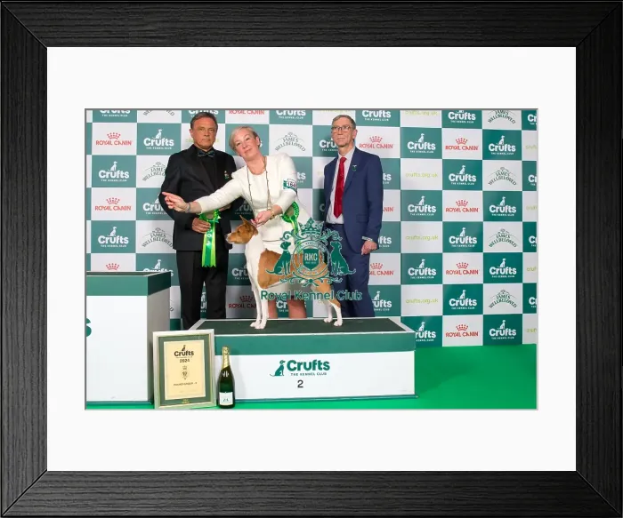 Framed Print : Crufts 2024 Best in Group Hound 2nd Place Basenji Se / dkk / no / hr / int Ch Naslediye Etera Atlas Holding Thes Euw 22 Euw 23 Owner: Mrs E Prahl