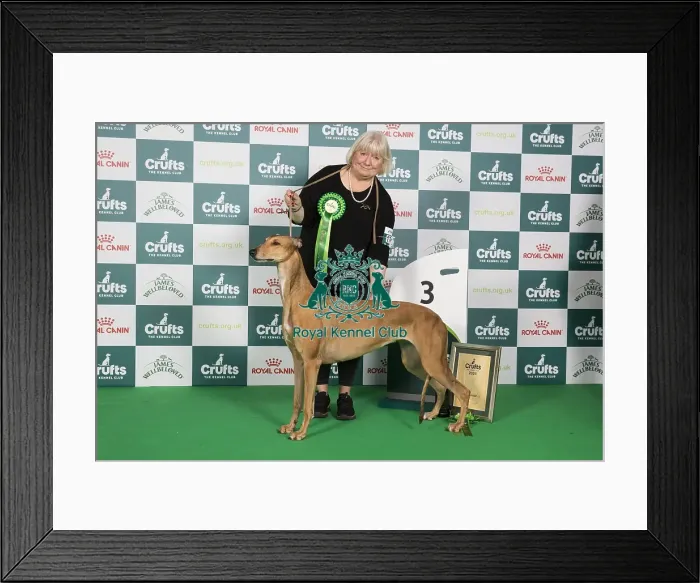 Framed Print : Crufts 2024 Best in Group Hound 3rd Place Greyhound Ch / it Ch / es Ch Sobers Geraldine Al Jch Owners: Mrs B & Mr P Ahrens & Primavera Framed Print : Crufts 2024 Best in Group Hound 3rd Place Greyhound Ch / it Ch / es Ch Sobers Geraldine Al Jch Owners: Mrs B & Mr P Ahrens & Primavera