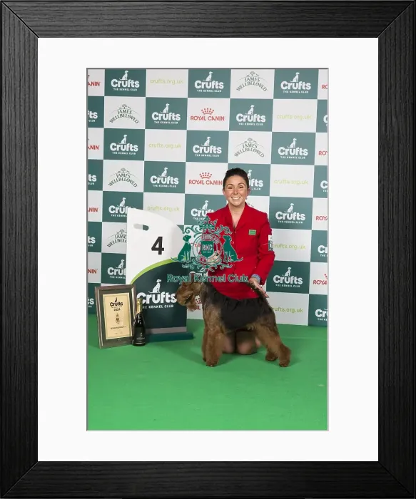 Framed Print : Crufts 2024 Best in Group Terrier 4th Place Welsh Terrier 16146 - Ch Perrisblu The Phantom, Breed: Welsh Terrier (Ms C Cole) Framed Print : Crufts 2024 Best in Group Terrier 4th Place Welsh Terrier 16146 - Ch Perrisblu The Phantom, Breed: Welsh Terrier (Ms C Cole)