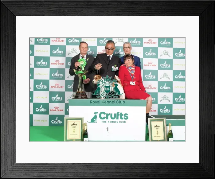 Framed Print : Crufts 2024 Terrier Group winner 1st Jack Russell Terrier 15119 - Multi Ch Original Master's Voice Lovesong Monamour, Breed: Jack Russell Terrier (Ms Kao Miichi) Framed Print : Crufts 2024 Terrier Group winner 1st Jack Russell Terrier 15119 - Multi Ch Original Master's Voice Lovesong Monamour, Breed: Jack Russell Terrier (Ms Kao Miichi)