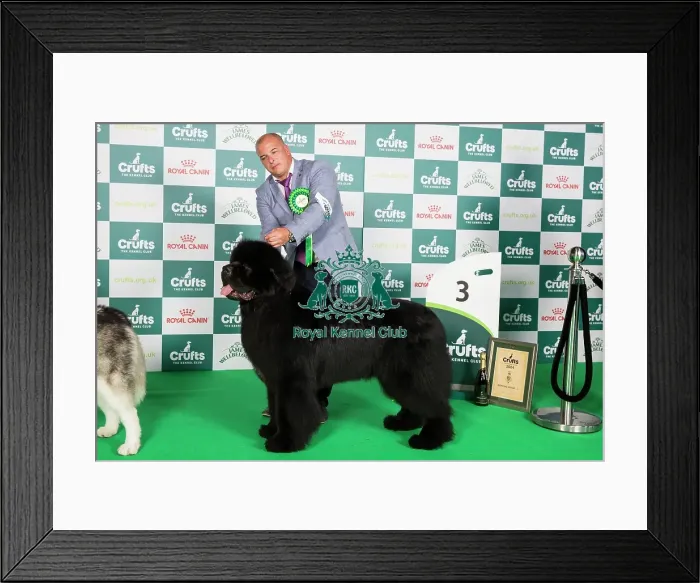 Framed Print : Crufts 2024 Best in Working Group 3rd place Newfoundland 10859 - Srb Ch Reggae Man De La Baie De Pempoul (P Le Rest) Framed Print : Crufts 2024 Best in Working Group 3rd place Newfoundland 10859 - Srb Ch Reggae Man De La Baie De Pempoul (P Le Rest)