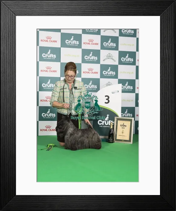 Framed Print : Crufts 2024 Best in Group 3rd place Terrier Scottish Terrier 15541 - Am Gch Kriscots He's A Rebel at De La Pomme, Breed: Scottish Terrier (Ms P, Mrs V, Mrs H, Ms D & Miss R Jaruthavee, Huber, Krisko, Cross & Cross) Framed Print : Crufts 2024 Best in Group 3rd place Terrier Scottish Terrier 15541 - Am Gch Kriscots He's A Rebel at De La Pomme, Breed: Scottish Terrier (Ms P, Mrs V, Mrs H, Ms D & Miss R Jaruthavee, Huber, Krisko, Cross & Cross)