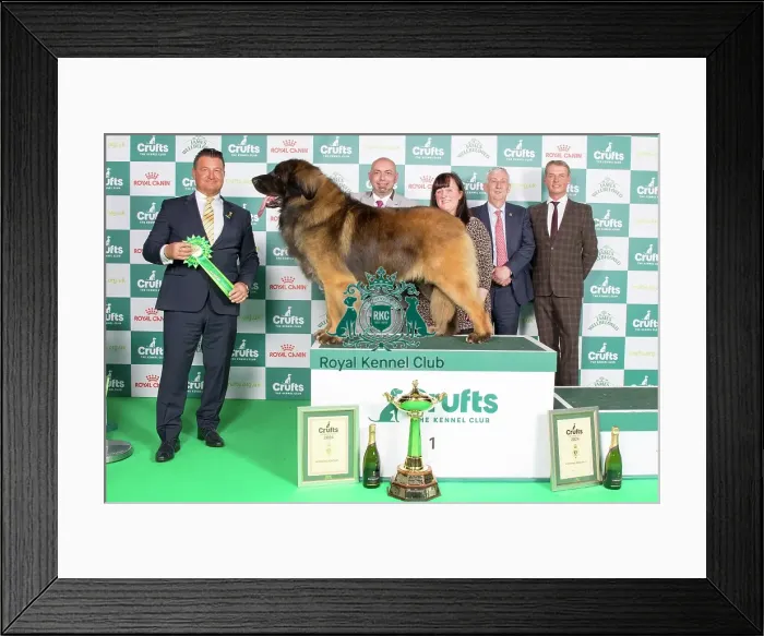 Framed Print : Crufts 2024 Best in Group 1st place Leonberger 10670 - Ch Corleone Navigator at Kalizmar (Imp Can) (Mr L & Miss K Studholme & Rushby)