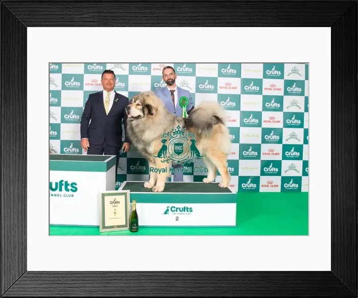 Framed Print : Crufts 2024 Best in Group Working 2nd place Tibetan Mastiff 11407 - Fr Ch Rongshai Du Domaine De Toundra (Mrss Haeffele)