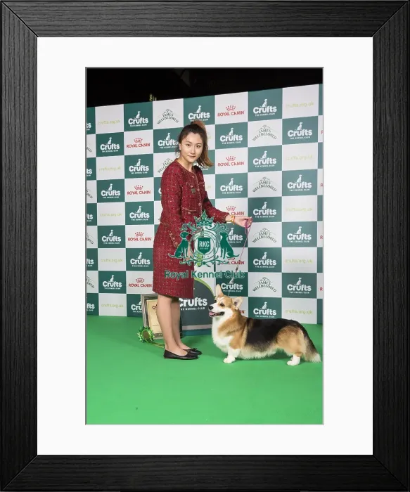 Framed Print : Pastoral Group 4th Place Winner Welsh Corgi (Pembroke) 13967 - Multi Ch Aurorus Lunaris Ex Valhalos Sargas (Mrs J Xu) Framed Print : Pastoral Group 4th Place Winner Welsh Corgi (Pembroke) 13967 - Multi Ch Aurorus Lunaris Ex Valhalos Sargas (Mrs J Xu)