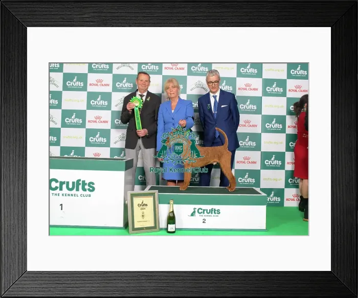 Framed Print : Crufts 2024 Best in Group Terrier 2nd place Irish Terrier 15036 - Multi Ch / nordic Ch Smox His Majesty Ww'23 Sew'23 Fiw'23, Breed: Irish Terrier (Mrs E G Skalberg) Framed Print : Crufts 2024 Best in Group Terrier 2nd place Irish Terrier 15036 - Multi Ch / nordic Ch Smox His Majesty Ww'23 Sew'23 Fiw'23, Breed: Irish Terrier (Mrs E G Skalberg)