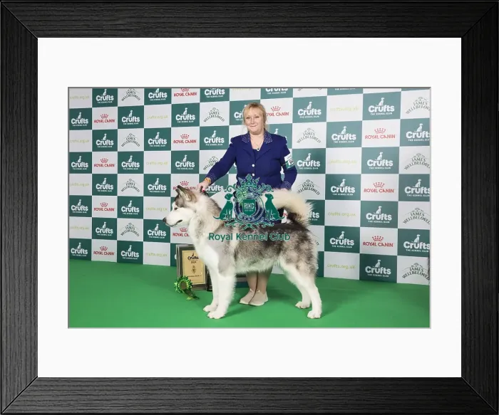 Framed Print : Crufts 2024 Best in Group Working stacked Alaskan Malamute 4th place 9483 - Ch Chayo Vasilisa (Mrss Ellis-Payne)
