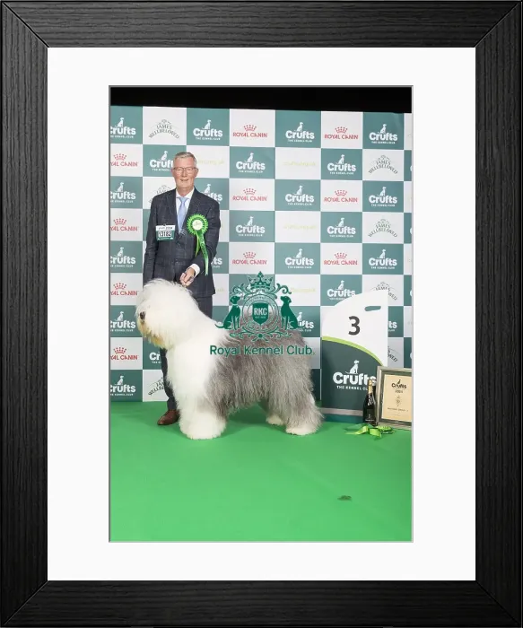 Framed Print : Pastoral Group Winner 3rd place stacked photo Old English Sheepdog 13182 - Multi Ch Reata's Vector Space JW A18 Ww21 (N &s Meijer) Framed Print : Pastoral Group Winner 3rd place stacked photo Old English Sheepdog 13182 - Multi Ch Reata's Vector Space JW A18 Ww21 (N &s Meijer)