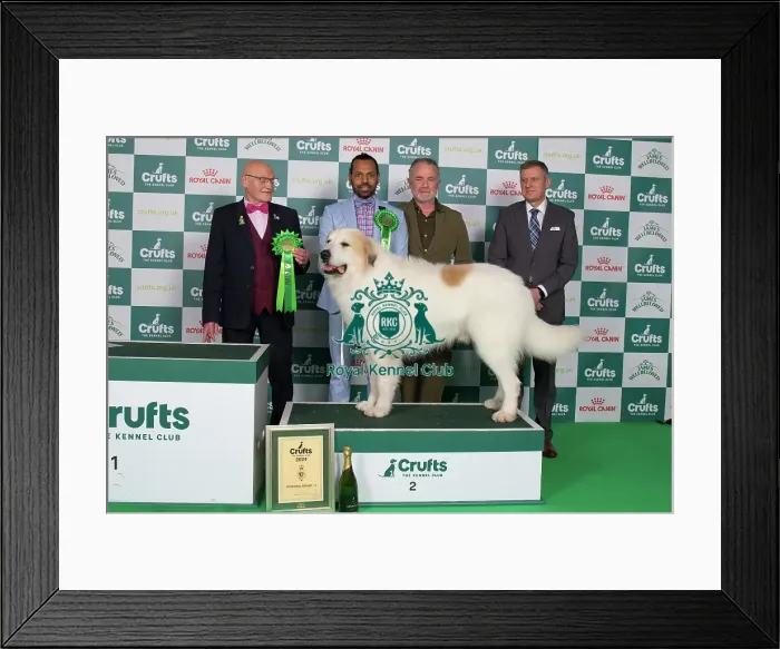 Framed Print : Pastoral Group Winner 2nd place stacked photo Pyrenean Mountain Dog 13321 - Be / nl / dk / ch / lu / de / int Ch Qamar Du Grand Tendre (Mr Amj & Mr Jc Tijtgat & Akurassage)