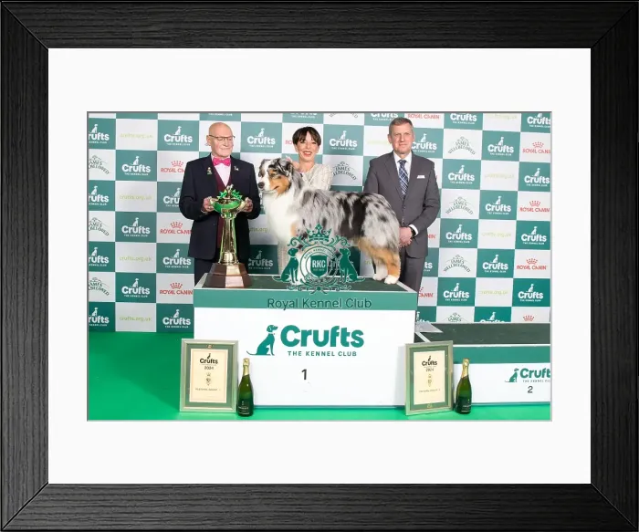 Framed Print : Crufts 2024 Best in Group stacked 1st place 11608 - Ch Brighttouch Drift The Line Through Dialynne (Imp Rus) (Mrs M, Mr J & Mrs K Raymond, Shaw & Kirtley) Framed Print : Crufts 2024 Best in Group stacked 1st place 11608 - Ch Brighttouch Drift The Line Through Dialynne (Imp Rus) (Mrs M, Mr J & Mrs K Raymond, Shaw & Kirtley)