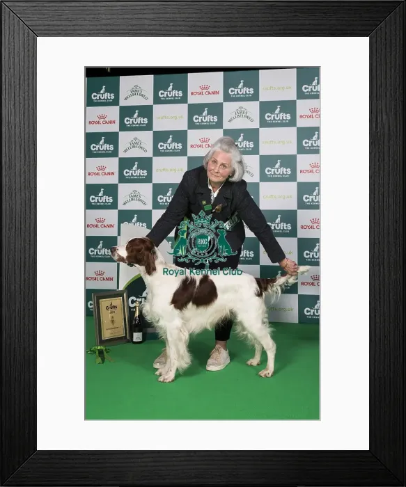 Framed Print : Crufts 2024 Best in Group Gundog 4th Place Irish Red and White Setter Sh Ch Talintyre Winter Shadow Owner: Mrs J Tait Gundog Group 4 Framed Print : Crufts 2024 Best in Group Gundog 4th Place Irish Red and White Setter Sh Ch Talintyre Winter Shadow Owner: Mrs J Tait Gundog Group 4