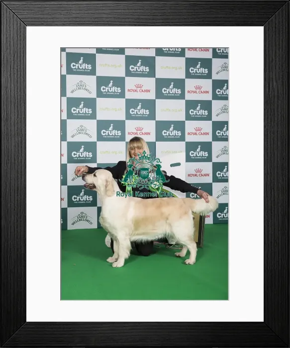 Framed Print : Crufts 2024 Best of Breed Stacked Fenpinque Vogue, Breed: Retriever Owner: Ms Campion Gundog Group 3 Framed Print : Crufts 2024 Best of Breed Stacked Fenpinque Vogue, Breed: Retriever Owner: Ms Campion Gundog Group 3