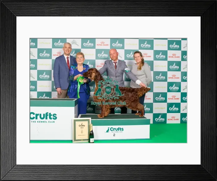 Framed Print : Crufts 2024 Best in Gundog Group 2nd Place Irish Setter Sh Ch Riverbrue Morning Glory, Breed: Irish Setter Owners: Mr B A & Miss C Crocker & Lewis Gundog Group 2