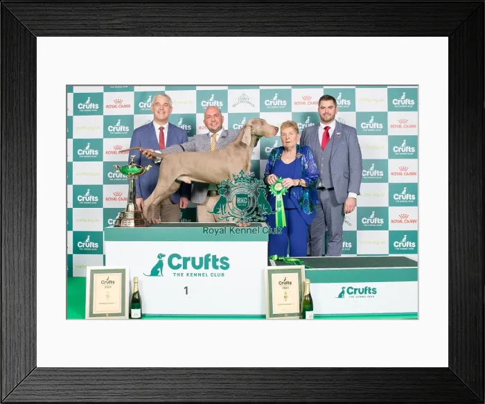 Framed Print : Crufts 2024 Best in Gundog Group Weimaraner 1st place Sh Ch Gunalt Hendricks Owners: Messrs D R & G A Alcorn & Ingram Gundog Group 1 Framed Print : Crufts 2024 Best in Gundog Group Weimaraner 1st place Sh Ch Gunalt Hendricks Owners: Messrs D R & G A Alcorn & Ingram Gundog Group 1