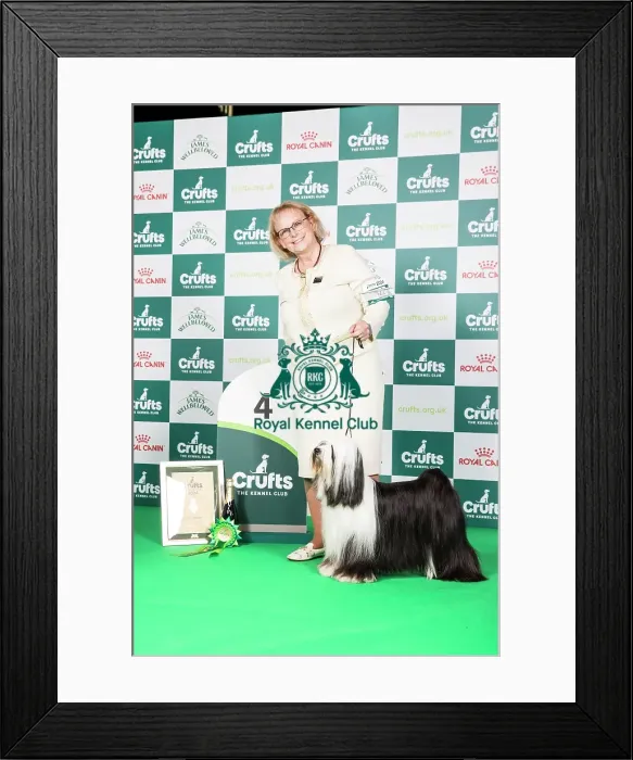 Framed Print : Crufts 2024 - Utility Group 4 Am Gchg Barnstorm One Chance Fancy by Dzine Owners: Mrs D & Mrs P & Ms L & Ms M Planche & Bernardo & Cook & Demers