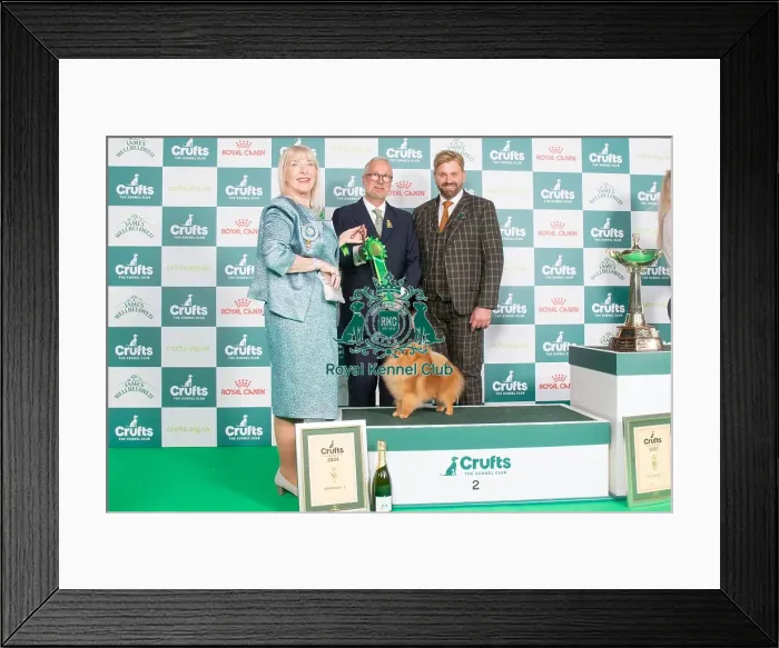 Framed Print : Crufts 2024 - Toy Group 2 Ch Lireva's Wildest Dreams, Owner: A M Cawthera-Purdy