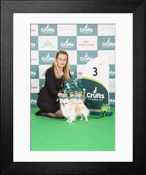Framed Print : Crufts 2024 - Toy Group 3 Jp / dk / se / fi / no Ch Bramver's Millionaire Owner: Mrs Irene Peeker Framed Print : Crufts 2024 - Toy Group 3 Jp / dk / se / fi / no Ch Bramver's Millionaire Owner: Mrs Irene Peeker