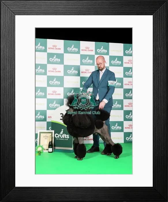 Framed Print : Crufts 2024 - Utility Group 3 Ch / am Ch Hallifax Hightide Hedonist at Afterglow (ai) (Imp Usa) Owners: Mrs M, Mr J & Mr T Galloway, Lynn & Isherwood Framed Print : Crufts 2024 - Utility Group 3 Ch / am Ch Hallifax Hightide Hedonist at Afterglow (ai) (Imp Usa) Owners: Mrs M, Mr J & Mr T Galloway, Lynn & Isherwood