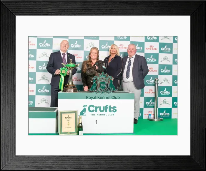 Framed Print : Crufts 2024 - Utility Group 1 Ch / esp Ch Chelmbull Rocket Man Ww Owners: Miss A & Mr D, Mr A & Mrs L Cund & Harrop
