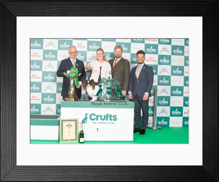 Framed Print : Crufts 2024 - Toy Group 1 Is Ch Fashion First High Priority Owner: Mrs A M Gudbergsdottir