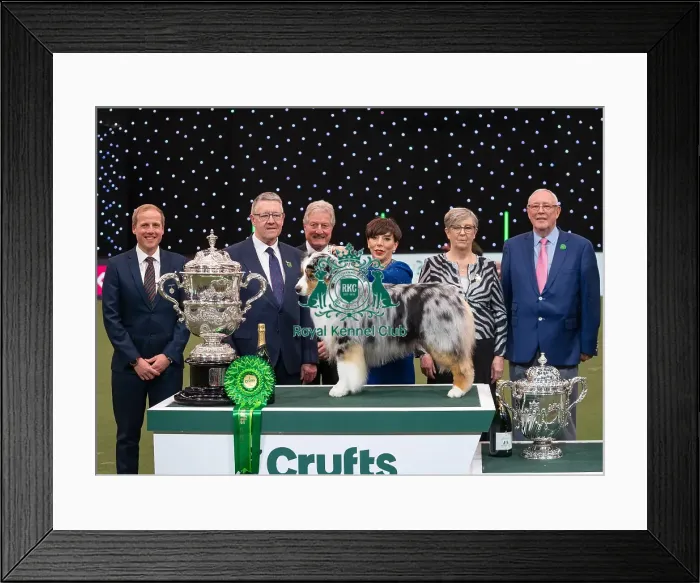 Framed Print : D-C-D-0-1-9-0 Crufts 2024 NEC Birmingham Terrier Framed Print : D-C-D-0-1-9-0 Crufts 2024 NEC Birmingham Terrier