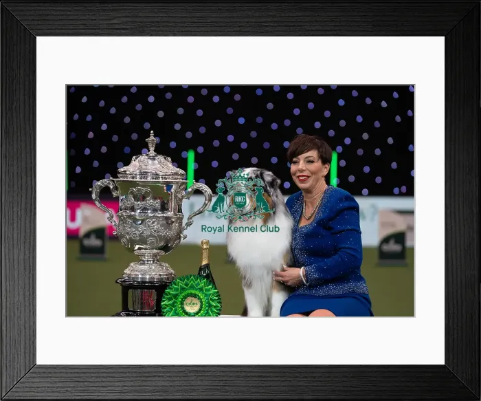 Framed Print : D-C-D-0-1-9-0 Crufts 2024 NEC Birmingham Terrier Framed Print : D-C-D-0-1-9-0 Crufts 2024 NEC Birmingham Terrier