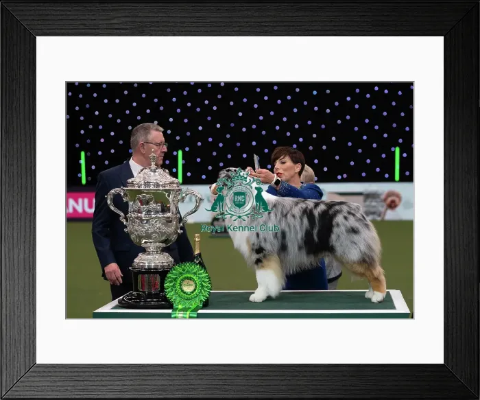 Framed Print : D-C-D-0-1-9-0 Crufts 2024 NEC Birmingham Terrier Framed Print : D-C-D-0-1-9-0 Crufts 2024 NEC Birmingham Terrier