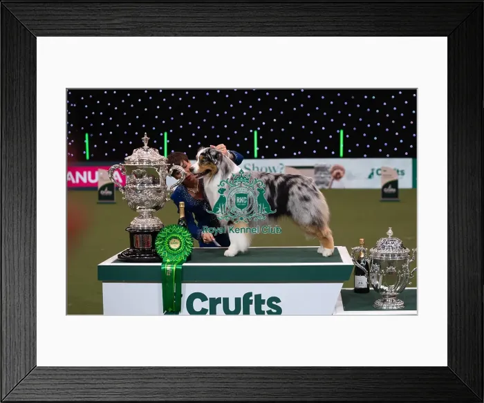 Framed Print : D-C-D-0-1-9-0 Crufts 2024 NEC Birmingham Terrier Framed Print : D-C-D-0-1-9-0 Crufts 2024 NEC Birmingham Terrier