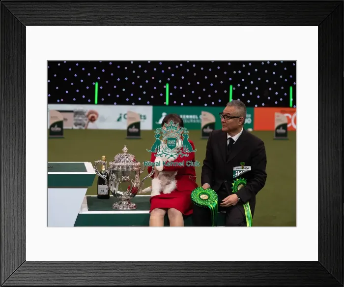 Framed Print : D-C-D-0-1-9-0 Crufts 2024 NEC Birmingham Terrier Framed Print : D-C-D-0-1-9-0 Crufts 2024 NEC Birmingham Terrier