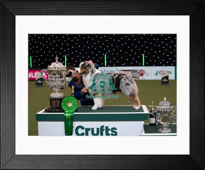Framed Print : D-C-D-0-1-9-0 Crufts 2024 NEC Birmingham Terrier Framed Print : D-C-D-0-1-9-0 Crufts 2024 NEC Birmingham Terrier