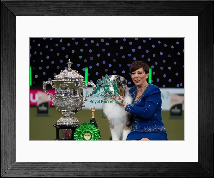 Framed Print : D-C-D-0-1-9-0 Crufts 2024 NEC Birmingham Terrier Framed Print : D-C-D-0-1-9-0 Crufts 2024 NEC Birmingham Terrier