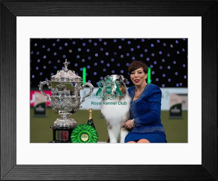 Framed Print : D-C-D-0-1-9-0 Crufts 2024 NEC Birmingham Terrier Framed Print : D-C-D-0-1-9-0 Crufts 2024 NEC Birmingham Terrier