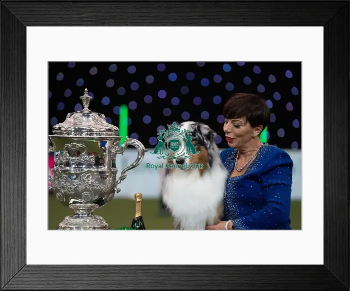 Framed Print : D-C-D-0-1-9-0 Crufts 2024 NEC Birmingham Terrier Framed Print : D-C-D-0-1-9-0 Crufts 2024 NEC Birmingham Terrier