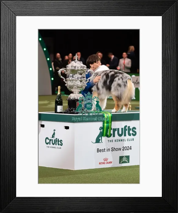 Framed Print : D-C-D-0-1-9-0 Crufts 2024 NEC Birmingham Terrier Framed Print : D-C-D-0-1-9-0 Crufts 2024 NEC Birmingham Terrier