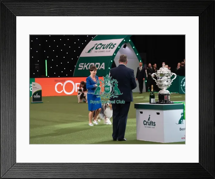 Framed Print : D-C-D-0-1-9-0 Crufts 2024 NEC Birmingham Terrier Framed Print : D-C-D-0-1-9-0 Crufts 2024 NEC Birmingham Terrier
