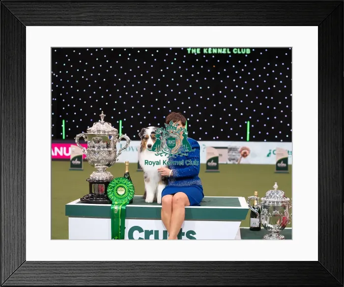 Framed Print : D-C-D-0-1-9-0 Crufts 2024 NEC Birmingham Terrier Framed Print : D-C-D-0-1-9-0 Crufts 2024 NEC Birmingham Terrier