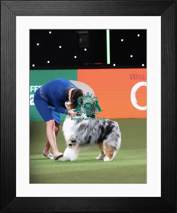Framed Print : D-C-D-0-1-9-0 Crufts 2024 NEC Birmingham Terrier Framed Print : D-C-D-0-1-9-0 Crufts 2024 NEC Birmingham Terrier