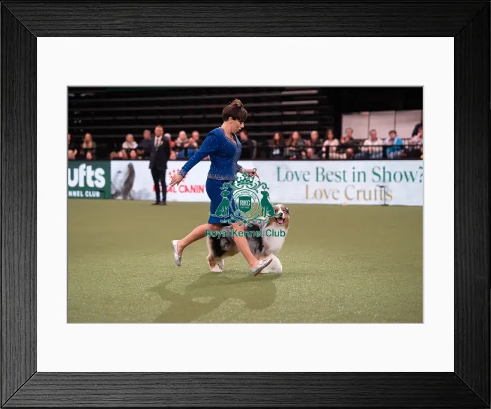 Framed Print : D-C-D-0-1-9-0 Crufts 2024 NEC Birmingham Terrier Framed Print : D-C-D-0-1-9-0 Crufts 2024 NEC Birmingham Terrier
