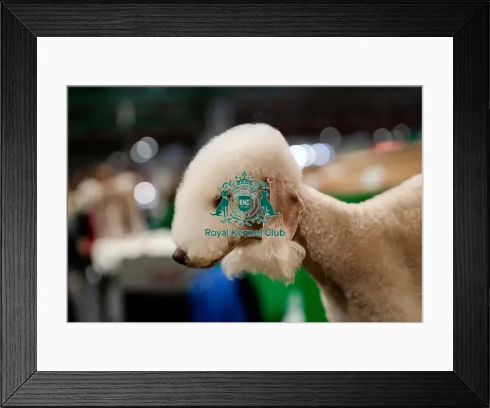 Framed Print : D-C-D-0-1-9-0 Crufts 2024 NEC Birmingham Day 4