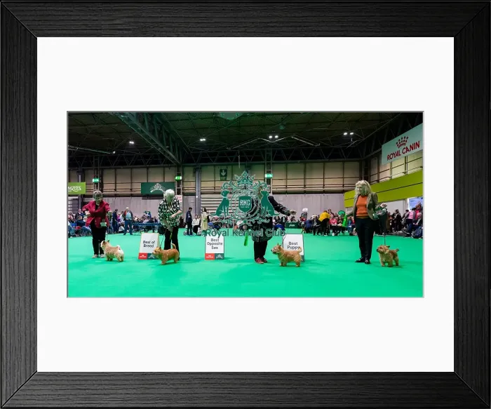 Framed Print : D-C-D-0-1-9-0 Crufts 2024 NEC Birmingham Terrier Framed Print : D-C-D-0-1-9-0 Crufts 2024 NEC Birmingham Terrier