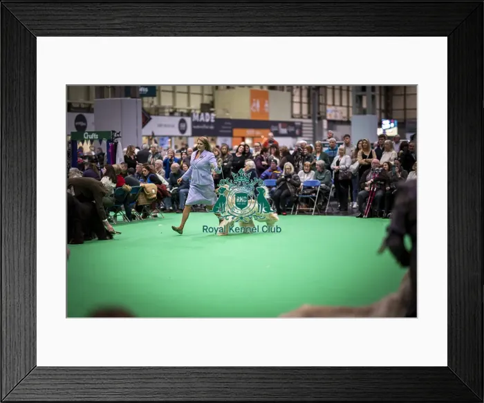 Framed Print : D-C-D-0-1-9-0 Crufts 2024 NEC Birmingham Day 4 Framed Print : D-C-D-0-1-9-0 Crufts 2024 NEC Birmingham Day 4